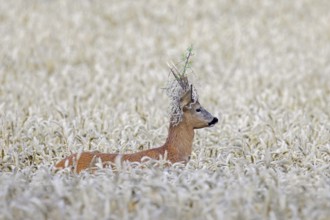 European roe deer (Capreolus capreolus) buck, male with twig stuck in its antlers during the rut in
