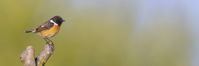 Stonechat, (Saxicola torquata), foraging, male, Bad D¸rkheim district, Eich, Rhineland-Palatinate,