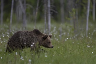 European brown bear, Karelia, Finland, Europe
