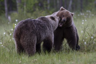 European brown bear, Karelia, Finland, Europe