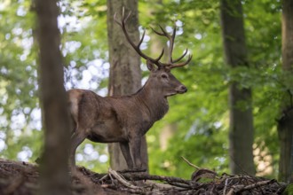 Red deer (Cervus elaphus), Vulkaneifel, Rhineland-Palatinate, Germany, Europe
