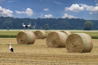 Storks on field with straw bales Stadthagen Nordsehl Germany