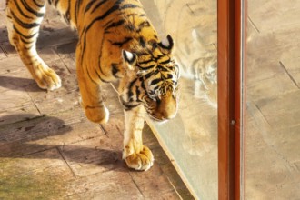 A tiger is walking on a brick floor. The tiger is looking at the camera