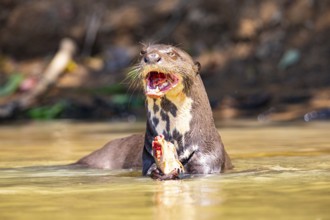 Giant otter (Pteronura brasiliensis) Pantanal Brazil