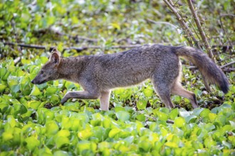 South American forest fox (Cerdocyon thous) Pantanal Brazil