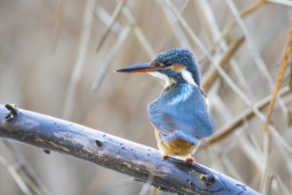 Kingfisher (Alcedo atthis) wbl Germany