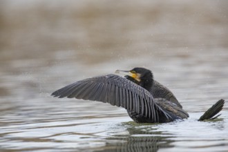 Cormorant (Phalacrocorax carbo) in the water Germany