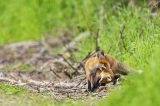 Fox (Vulpes vulpes) puppy Germany