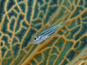 A striped fish, five-line cardinalfish (Cheilodipterus quinquelineatus) in front of giant fan coral