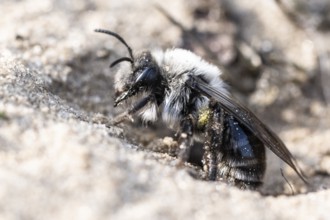 Ashy Mining Bee (Andrena cineraria), Emsland, Lower Saxony, Germany, Europe