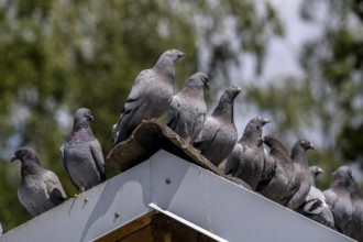 Carrier pigeons, on a pigeon loft, pigeon fancier, Mülheim, North Rhine-Westphalia, Germany, Europe