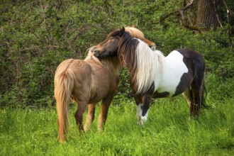 Icelandic horses in a pasture. Two mares grooming, nibbling each other. Left horse with eel line.