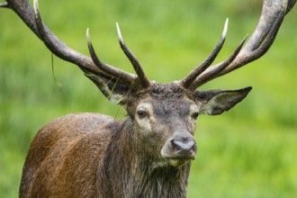 Red deer (Cervus elaphus) Rutting behaviour captive Germany