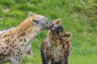 Two adult spotted hyenas (Crocuta crocuta), one male and one female, display courtship behavior