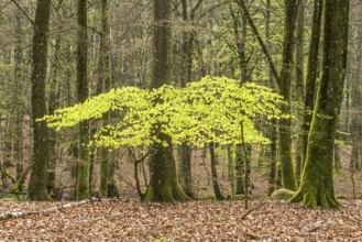 Beech forest in springtime in Ystad Municipality, Skåne county, Sweden, Scandinavia, Europe