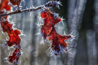 Leaves, Frost, Ice, Nature, Winter