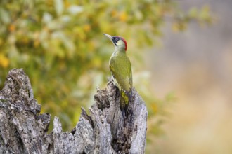 Green woodpecker (Picus viridis) Germany