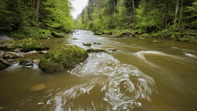 European beech trees shedding leaves, in the foreground moss-covered stones on the river Sihl,