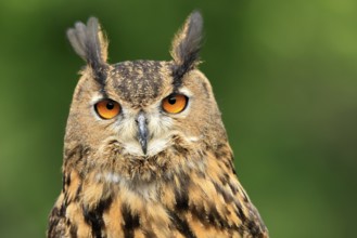 Eurasian Eagle-owl (Bubo bubo), adult, portrait, alert, in summer, wisdom, Šumava, Czech Republic,