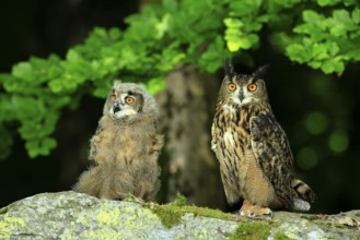 Eurasian Eagle-owl (Bubo bubo), adult, juvenile, on the ground, alert, in summer, Wisdom, Šumava,