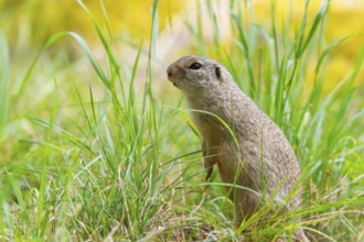 European ground squirrel (Spermophilus citellus) on a meadwo, Bavaria, Germany, Europe