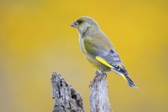 Greenfinch (Carduelis chloris) Germany