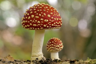 Fly agaric (Amanita muscaria), small and large fruiting bodies, North Rhine-Westphalia, Germany,