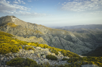 Gorse in the Gredos Mountains, Ávila, Spain, Europe