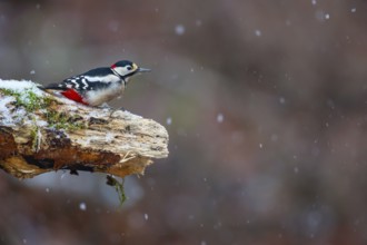 Great spotted woodpecker (Dendrocopus major) male in the snow, Germany, Europe