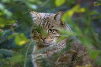 Felidae (Felis catus) Bavaria, Germany, captive, Europe