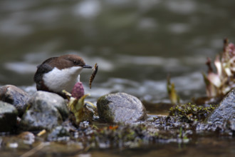 White-throated Dipper (Cinclus cinclus) with fish as prey on mossy stones on the bank of a mountain