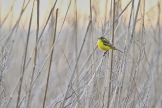 Yellow wagtail (Motacilla flava), male on a reed, Lake Neusiedl National Park, Seewinkel,