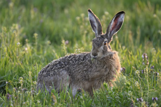 European hare (Lepus europaeus), sitting in meadow, Lake Neusiedl National Park, Seewinkel,