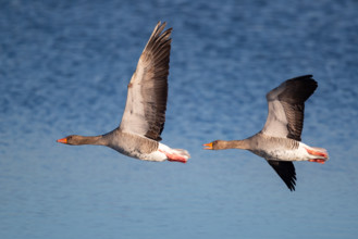 Pair of greylag geese flying together, in the Großen Rosin Moor nature reserve,