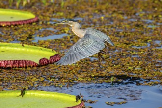 Mongrove Heron (Butorides striatus) Pantanal Brazil
