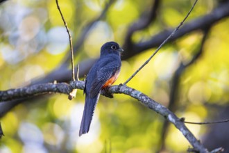 Blue-crowned trogon (trogon curucui) Pantanal Brazil