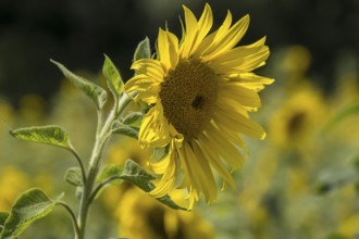Sunflower (Helianthus annuus), Münsterland, North Rhine-Westphalia, Germany, Europe