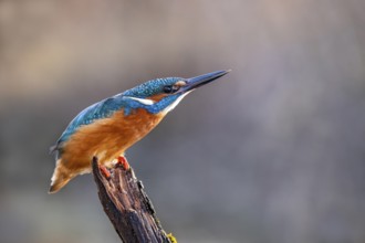 Common kingfisher (Alcedo atthis), threatening posture, sees a sparrowhawk, Tyrol, Austria, Europe