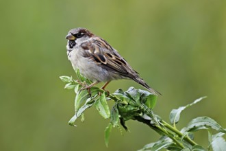 House sparrow (Passer domesticus), male, sitting on a branch, Switzerland, Europe