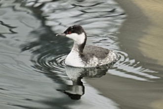 Slavonian Grebe (Podiceps auritus), adult, in adult plumage, winter plumage, swimming in Lake Zug,