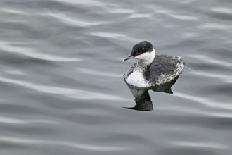 Slavonian Grebe (Podiceps auritus), adult, in adult plumage, winter plumage, swimming in Lake Zug,