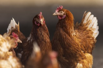 Close-up of several brown chickens, domestic fowl, Rhineland-Palatinate, Germany, Europe
