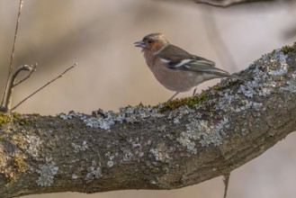 Eurasian Chaffinch Male (Fringilla coelebs) on branch. Lower Rhine, Alsace, France, Europe