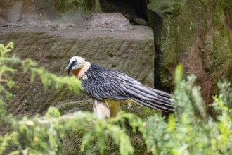 Bearded vulture (Gypaetus barbatus) captive Germany