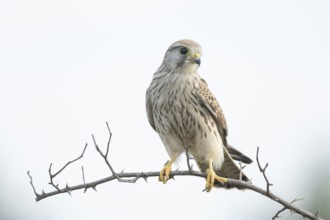 Kestrel (Falco tinnunculus) juven. Germany