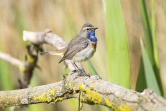 Bluethroat (Luscinia svecica cyanecula) Male Germany