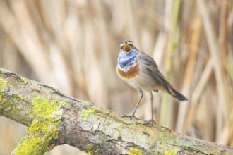Bluethroat (Luscinia svecica cyanecula) Male Germany