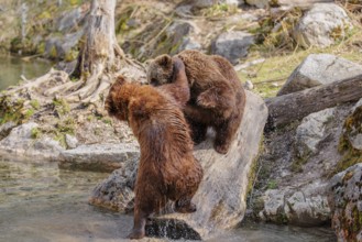 An adult female brown bear (Ursus arctos arctos) walks down a rotten tree trunk to the water. A