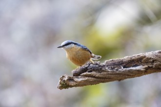 Nuthatch (Sitta europaea) Germany