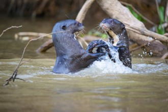 Giant otter (Pteronura brasiliensis) Pantanal Brazil